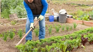 Podczas posezonowych prac warto przeprowadzić zabieg regulacji pH, który poprawi warunki dla nowych roślin. Poznaj wszystkie zalety wapnowania gleby jesienią.
