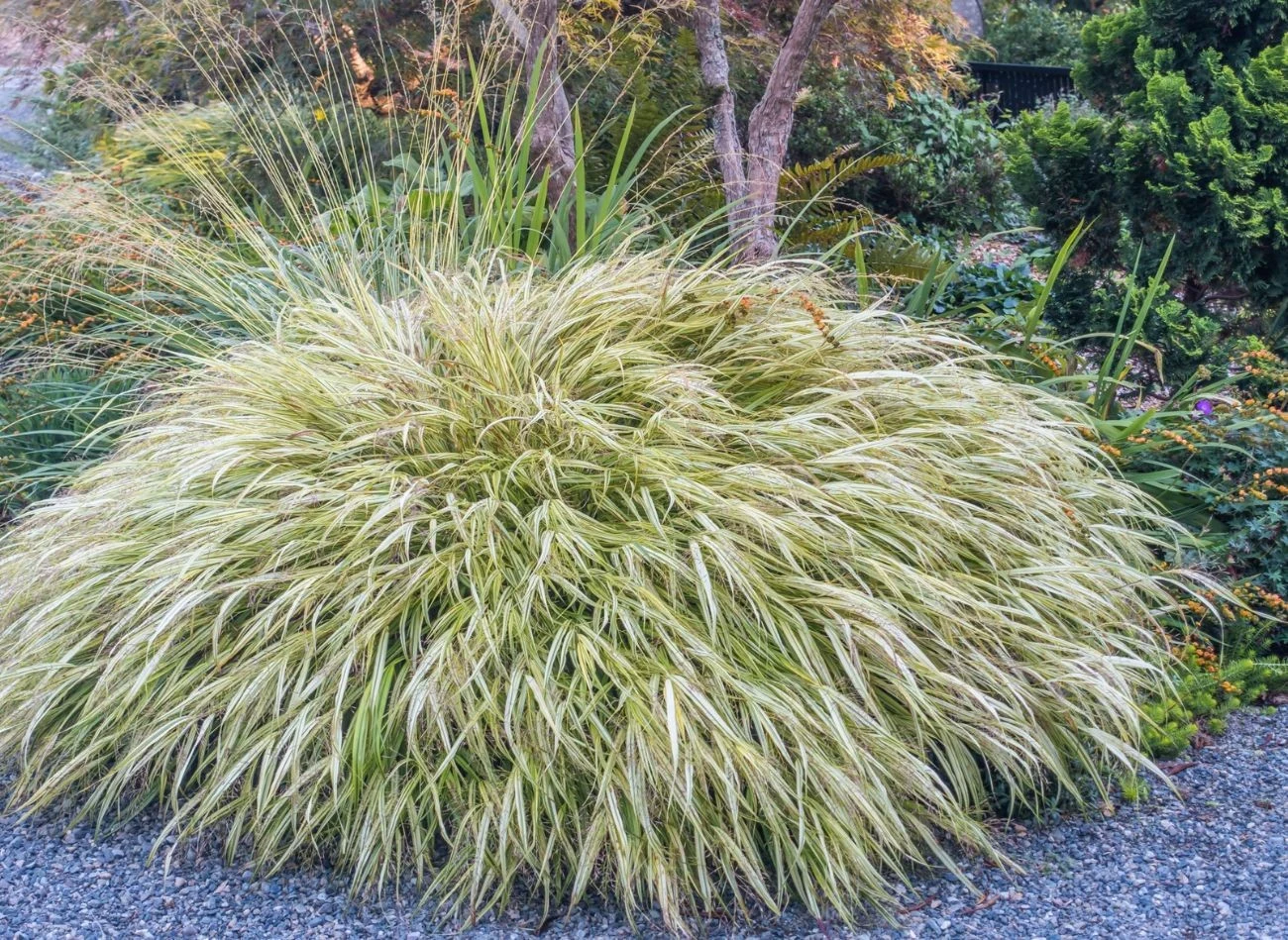 Jesienią turzyce można rozmnażać przez podział bryły korzeniowej