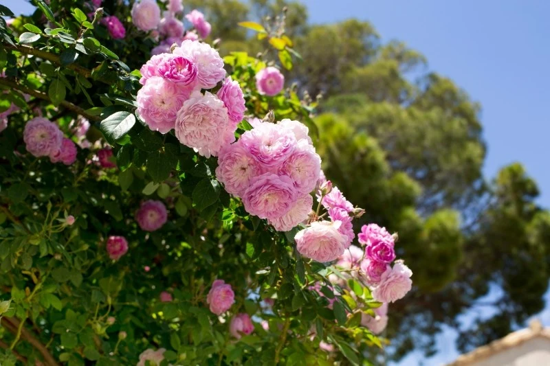 Jesienią nie zaleca się przycinania róż z wyjątkiem odmian pnących