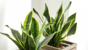 Sprawdź, jak przygotować naturalną odżywkę do sansewierii, dzięki której wypuści mnóstwo nowych liści.