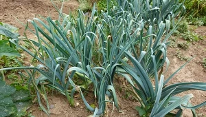 Liście jarmużu najlepiej zbierać późno z prostej przyczyny.