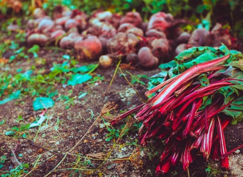 Na grządkach wiele warzyw czeka na zbiór do późnej jesieni