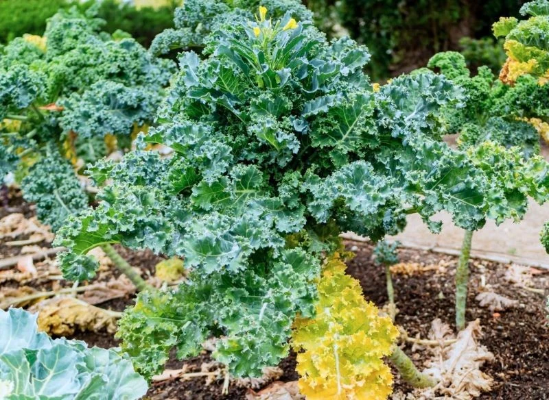 Jarmuż będzie lepszy, gdy pozostanie na grządce znacznie dłużej niż inne warzywa