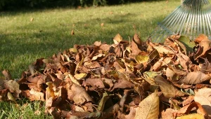 Zastanawiasz się, co zrobić z chorymi liśćmi drzew owocowych? Najpierw sięgnij po grabie, gdy zbierzesz wszystkie, nie bój się ich wykorzystać.