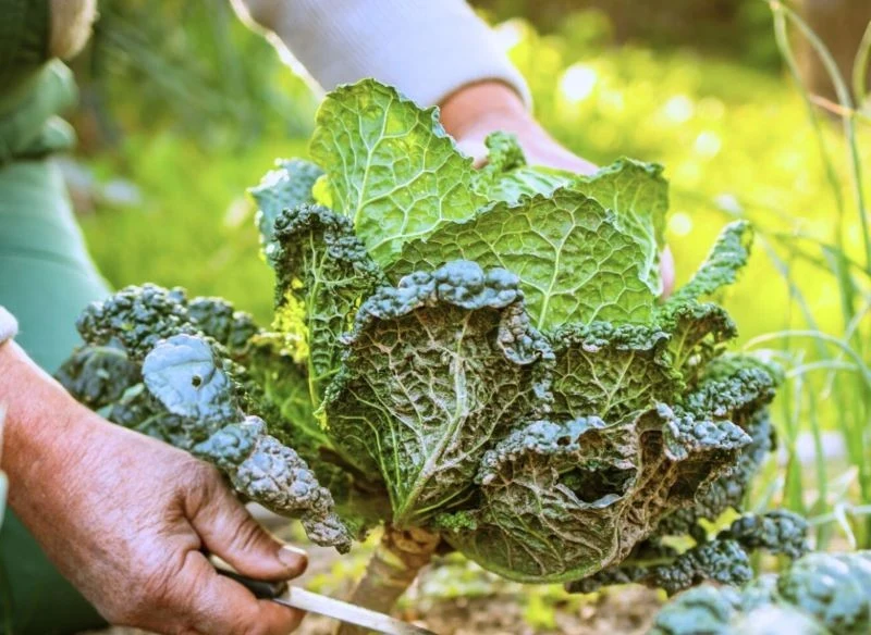Wiele warzyw dopiero po przemrożeniu nabiera smaku