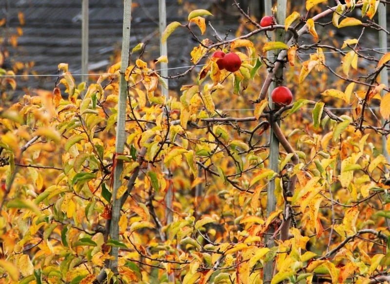 Zebrane liście z drzew to cenny materiał brązowy, który uzupełni masę kompostową