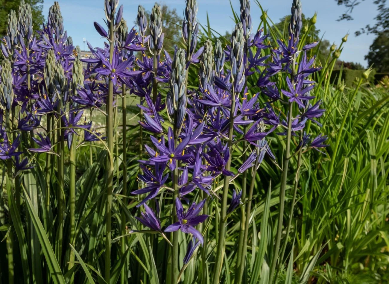 Kamsja to bylina o charakterystycznych kwiatach, która występuje w kilku gatunkach