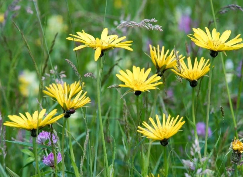 Skorzonera tworzy intensywnie żółte kwiaty, które pachną wanilią