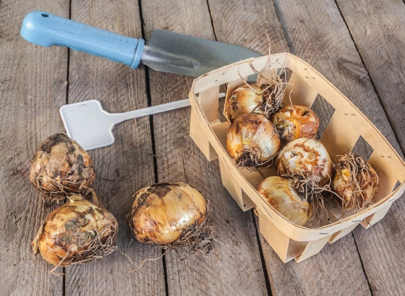 Cebule kamasji są jadalne