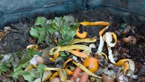 Gdy z kompostownika śmierdzi amoniakiem i zgniłymi jajami trzeba jak najszybciej dodać pewien składnik. Kwaśny odór szybko się ulotni.