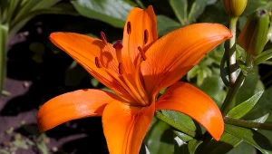 Jak pielęgnować lilie jesienią? Pamiętaj o kilku zabiegach, a bujnie zakwitną na wiosnę.