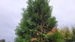 Popularna w ogrodach tuja nie jest odporna na szkodniki. Szybko wyłapane sygnały, które daje roślina, pozwolą uratować żywotnika./Deccori.pl