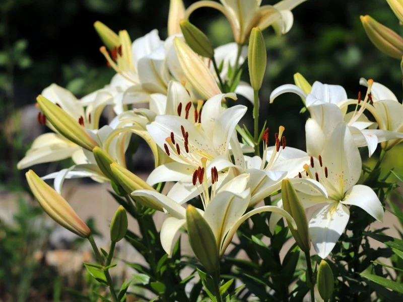 Lilie można z powodzeniem przezimować w gruncie, ale warto je dodatkowo zabezpieczyć przed niskimi temperaturami