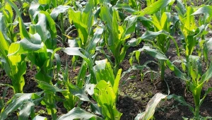 Szkodniki w glebie nie są widoczne na pierwszy rzut oka, ale ich obecność poznasz po pogarszającym się stanie roślin. Jak je zwalczać?