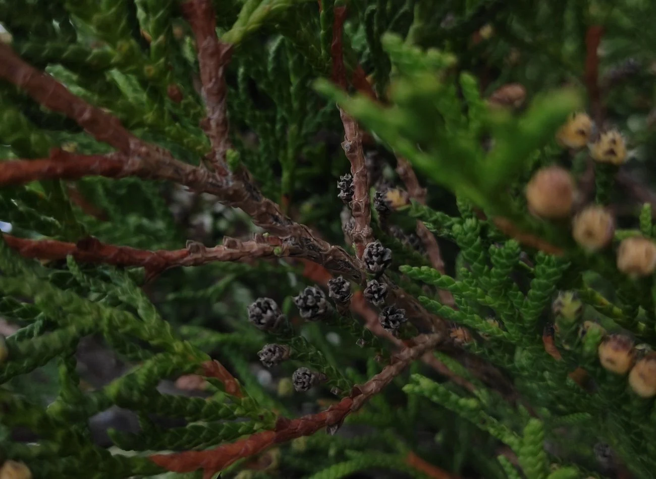 Miodownica żywotnikowa osiada na tujach i wysysa soki z zielonych łusek