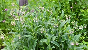 Do czego stosować żywokost w ogrodzie? Możliwości jest wiele.