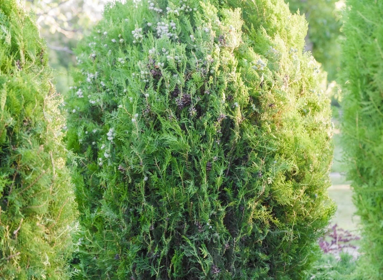 Przędziorki atakują rośliny, wysysając z nich soki, co powoduje osłabienia tui i zmiany koloru igieł