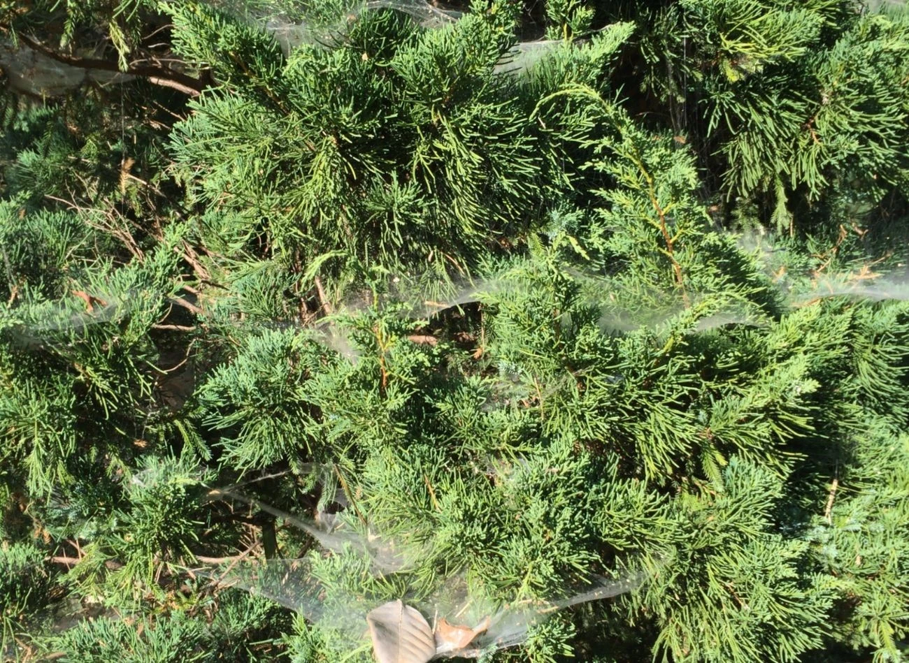 Przędziorki, które atakują tuje w okresie suchym, wymagają użycia specjalnych środków roztoczobójczych