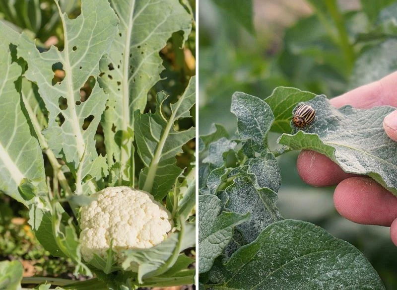 Szkodników glebowych zwykle nie widać, ale efekt ich działalności już tak
