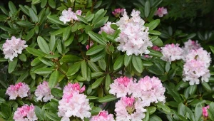 Rododendron należy do roślin kwasolubnych, dlatego potrzebuje kwaśnej gleby, Sprawdź, jak obniżyć jej pH.