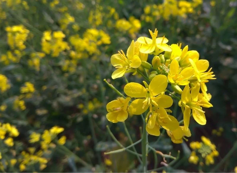 Stosuj płodozmian, wybierając takie rośliny na nawóz zielony jak np
