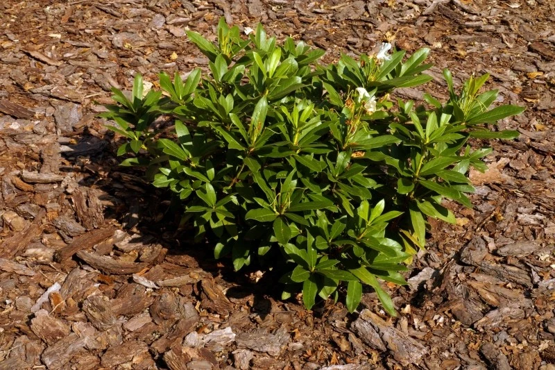 Aby zakwasić glebę, wokół roślin można rozłożyć m