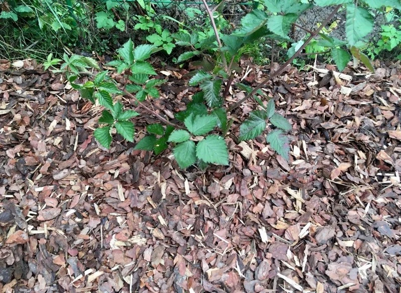 Ściółkowanie chroni maliny przed mrozem i zapewnia im lepszy start w nowym sezonie