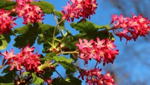 Porzeczka krwista to jeden z najpiękniejszych krzewów, które można sadzić w październiku. Na wiosnę zjawiskowo zakwitnie.