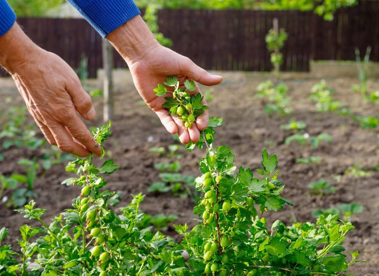 Październik to dobry czas na posadzenie agrestu