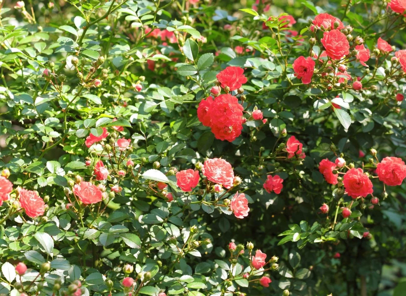 Róże pnące nie są wymagającym krzewem