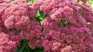 Rozchodnik karpacki będzie efektowną ozdobą każdego ogrodu. Sprawdź, jak o niego zadbać.