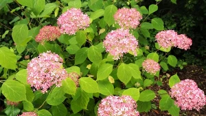 Jesienne ściółkowanie zabezpiecza korzenie i pędy roślin ozdobnych przed niskimi temperaturami.