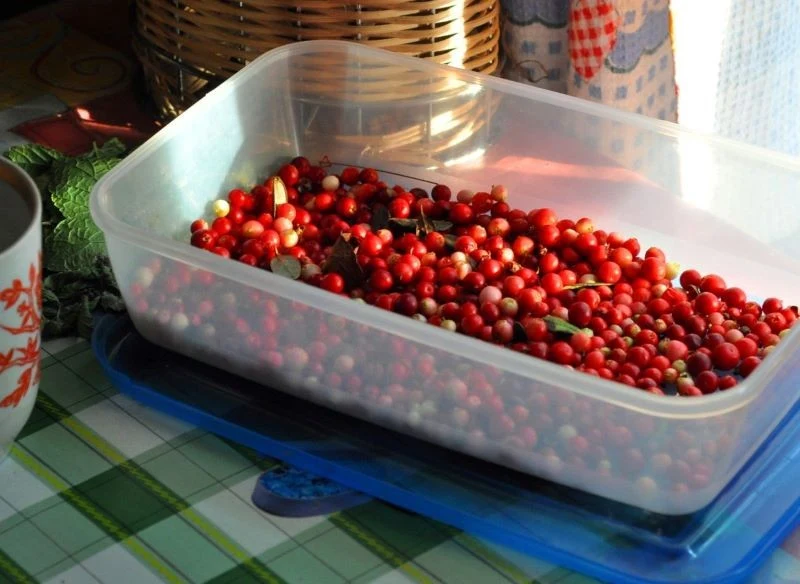 Zebrane z krzewinek owoce możesz mrozić lub robić z nich wartościowe przetwory