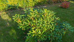 Jesienią rododendrony warto podsypać kwaśnym mulczem, np. korą sosnową czy trocinami drzew iglastych.