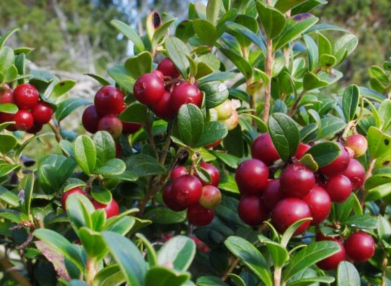 Owoce na krzewinkach borówki brusznicy pojawiają się późnym latem i jesienią, to wartościowy plon, dlatego warto mieć w ogrodzie tę odmianę tuż obo...