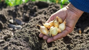 Ten sposób na sadzenie cebuli dymki sprawi, że zielone pędy wyrosną bujniejsze, zdrowsze i z pewnością nie zgniją zimą.