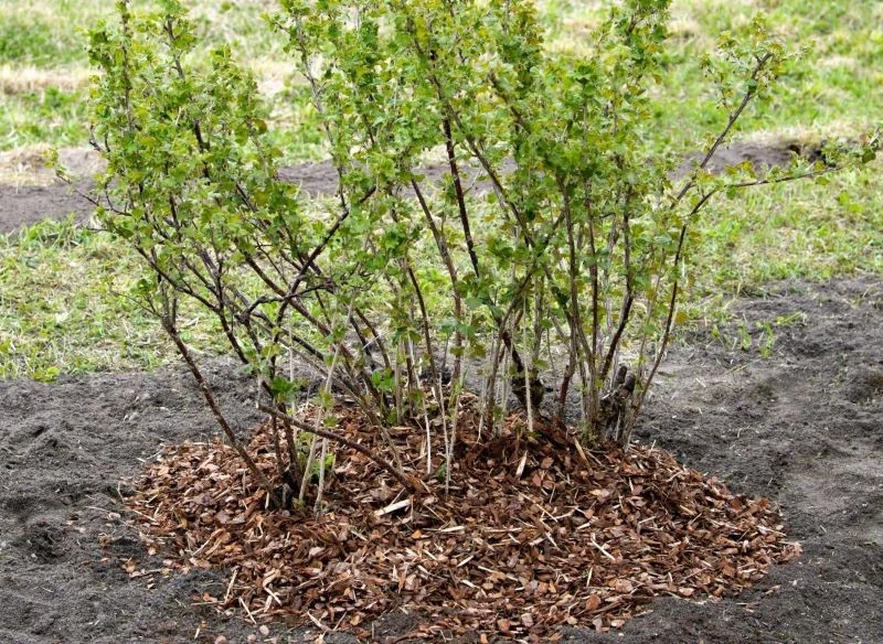 Mulczować warto również krzewy owocowe