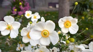 Rozrastanie się zawilców japońskich można powstrzymać w prosty sposób.