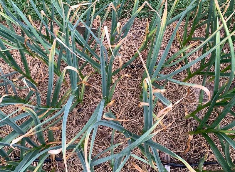 Mulcz przyda się też w warzywniku