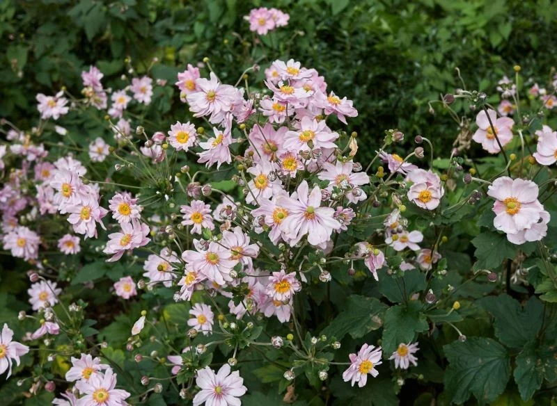 W obojętnej lub zasadowej ziemi zawilce japońskie szybko rosną i silnie się rozkrzewiają