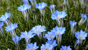 Goryczka chińska (Gentiana sino-ornata) – uprawa i pielęgnacja