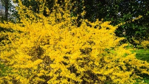 Wiosną forsycja obsypie się złocistymi kwiatami. Musisz jednak zadbać o nią już teraz