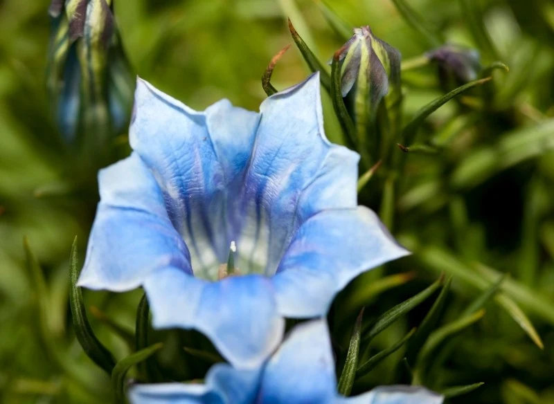 Dzięki intensywnie niebieskiej barwie kwiatów goryczki prezentują się niezwykle okazale