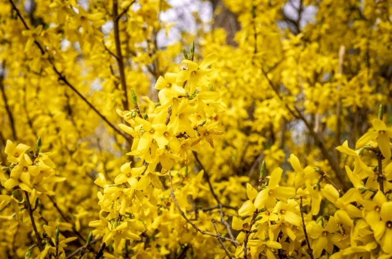 Krzewów forsycji nie wolno przycinać jesienią