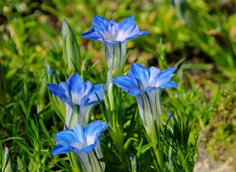 Goryczka chińska jest wrażliwa na nadmiar wilgoci w podłożu