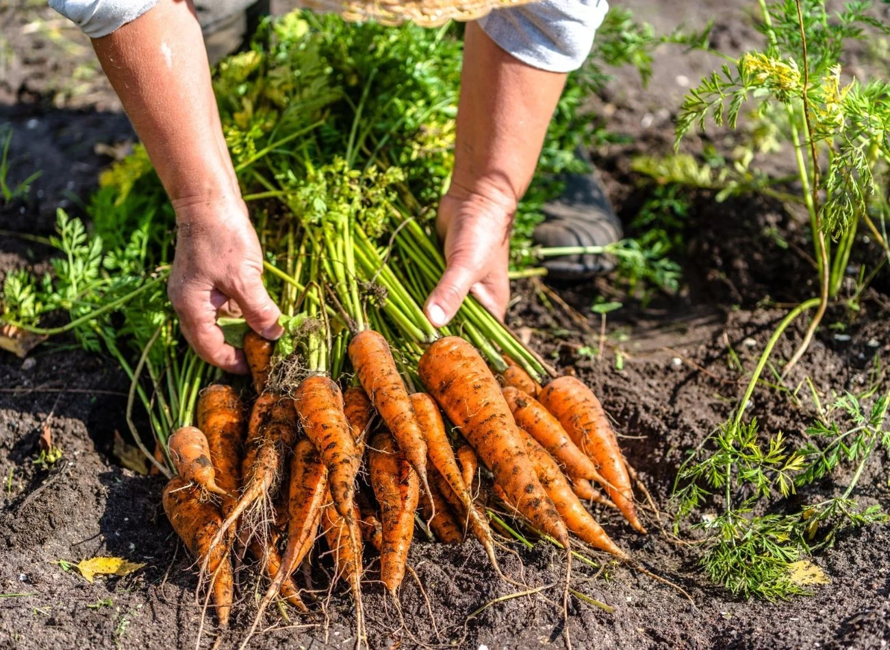Obornik koński nadaje się do nawożenia, a tym samy zwiększenia plonów marchewki.