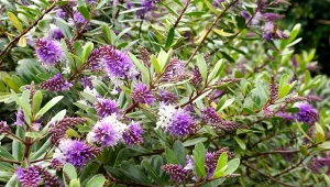 Hebe, kwitnący krzew z Nowej Zelandii wymaga trochę uwagi, ale praca przy nim ci się opłaci. Do przymrozków będzie obsypany przez kitkowate kwiaty.