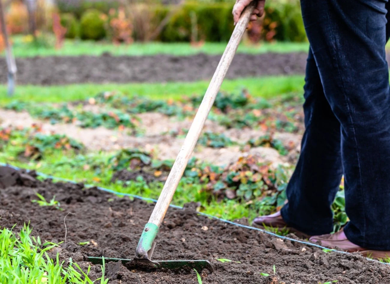 Obornik najlepiej stosować jesienią - wzbogaca glebę w materię organiczną i wzmacnia przed zimą