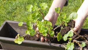 Sprawdź, jak wybierać pelargonie do zimowania.