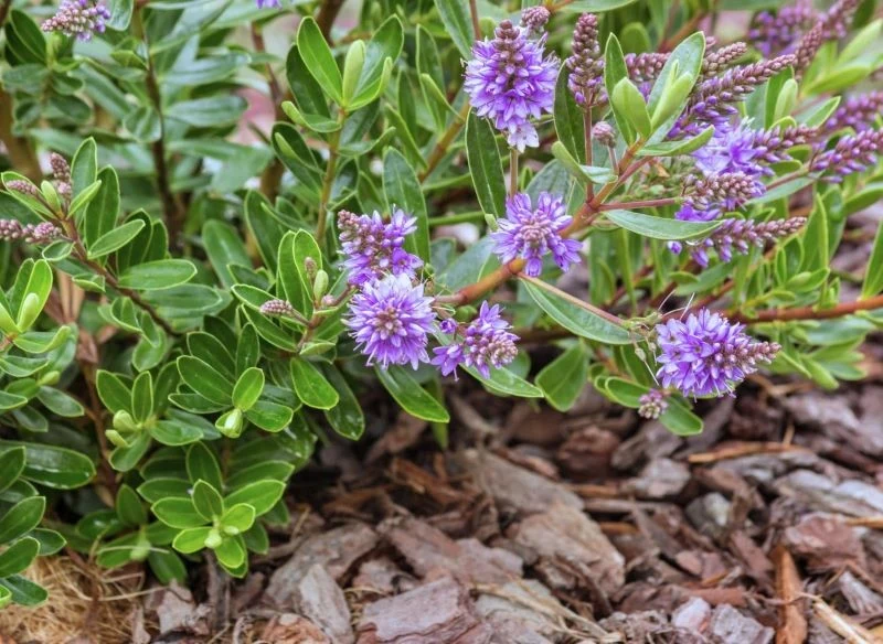 Liście rośliny pokrywa woskowaty nalot, który pozwala jej zatrzymać wodę i przetrwać długą suszę